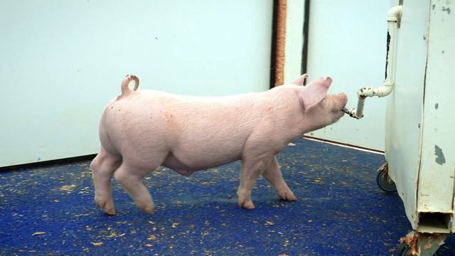 WL 3-5-25 | 9-3 смотреть онлайн