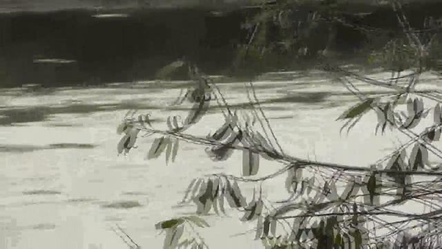 Бобры уничтожают дамбы, плотины. Борьба с их норами. 03. 10. 2017 смотреть онлайн