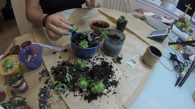 DIY: Potting Succulents смотреть онлайн
