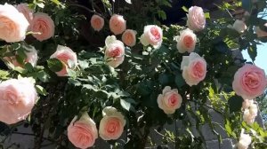 Роза Эден Роуз (Eden Rose) — описание и характеристики сорта