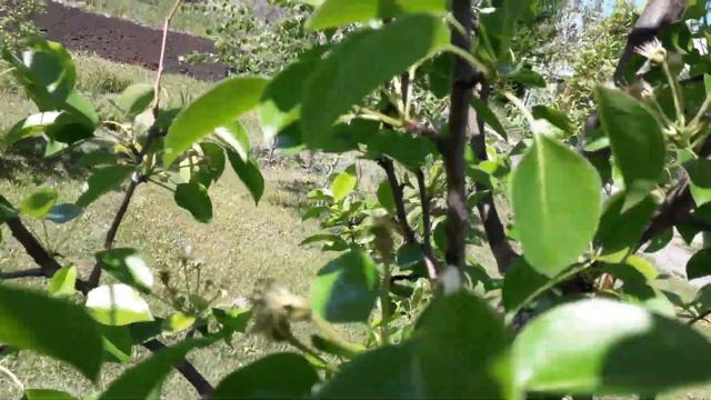 Что было на даче 14 мая в 2020 году #чтонадаче смотреть онлайн