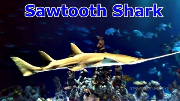 Learn Sea Animal and Wild Zoo Animals Names Video Animal Toys For Kids