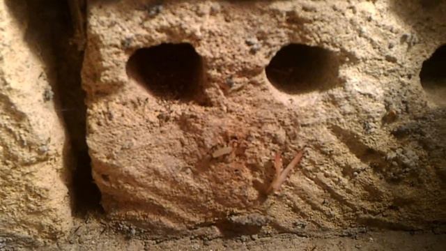 Муравьи трудяги (ants Workaholic)