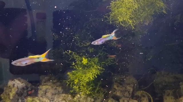Double Swordtail Neon Guppy // Poecilia reticulata смотреть онлайн