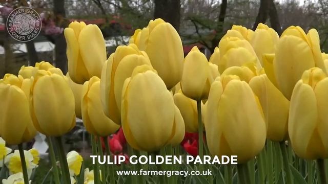 Tulip 'Golden Parade' - FarmerGracy.co.uk смотреть онлайн