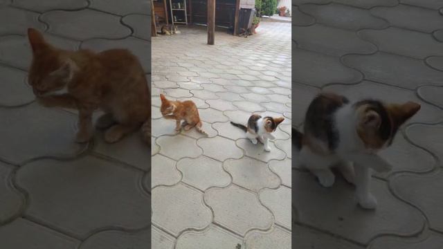 Сёма и Алиса
Здесь нам два месяца и мы
ищем доброго и надёжного друга-хозяина смотреть онлайн