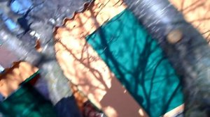 ОБРЕЗКА ДЕРЕВЬЕВ ВЕСНОЙ ОБРЕЗКА АБРИКОСА