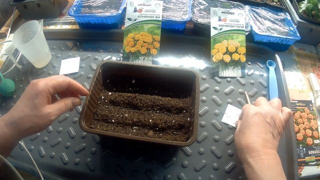 Посев бархатцев на рассаду. 25.03.23 Перелив посевов. Как исправить.