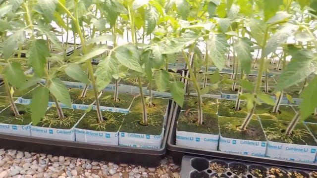 HYDROPONIC Tomato and Pepper House. NEW GREENHOUSE & SYSTEM (PART 1) смотреть онлайн