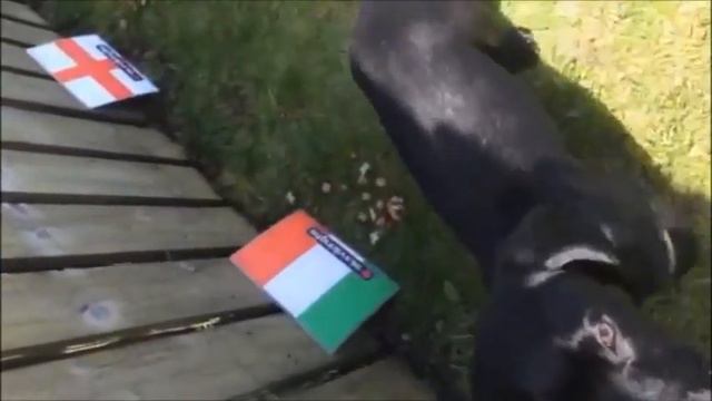 Dog Video Italy смотреть онлайн