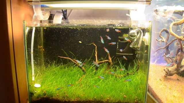 Аквариум 15 литров. 27 июля смотреть онлайн