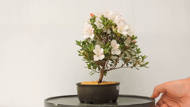Vídeo 360º Bonsái Rhododendron Indicum Azalea ref RDI30 смотреть онлайн