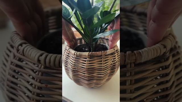 Плету кашпо для новеньких растений смотреть онлайн