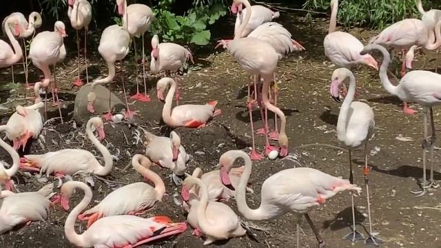 Home Safari - flamingo nests смотреть онлайн
