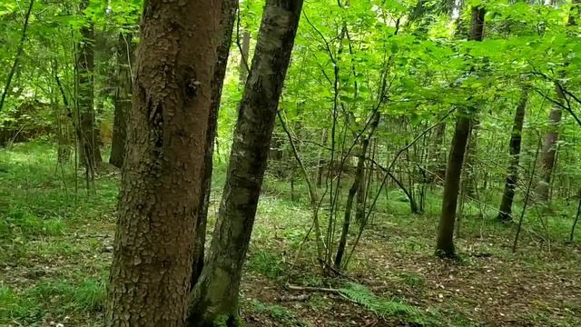 Опять на даче/сестра заблудилась в лесу/Паша гуляет... смотреть онлайн