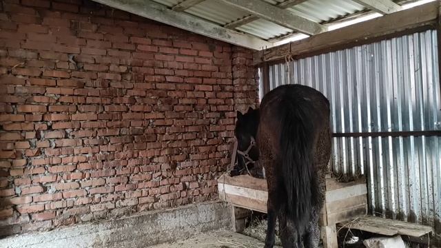 Измерили рост Арифы и Лахиба. что делать если кусает Жеребец Лошадь смотреть онлайн