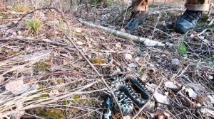 Встреча с гадюкой. Нескучная жизнь.