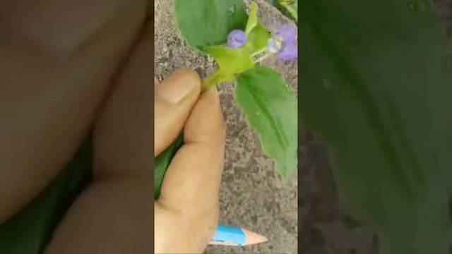 Commelina Plant |Commelina flower|cleistogamous flower смотреть онлайн