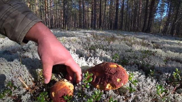 Грибы 2021.Тихая охота в осеннем лесу. смотреть онлайн