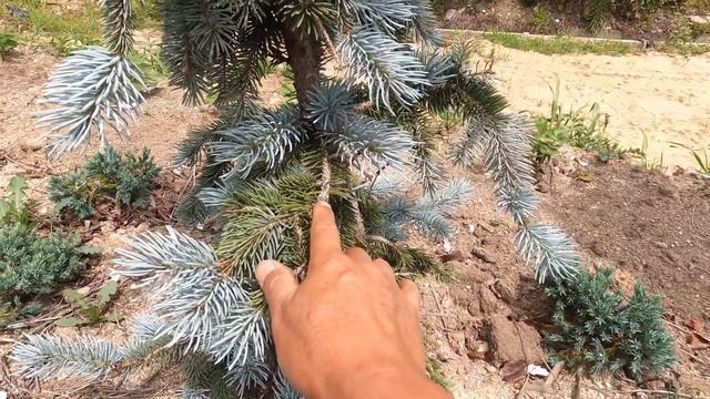 은청가문비 재배, 증식 방법 및 주의점 смотреть онлайн