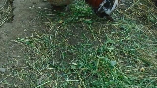 Мал, да удал! или Бентамки на птичьем дворе. Bantam in the poultry yard смотреть онлайн