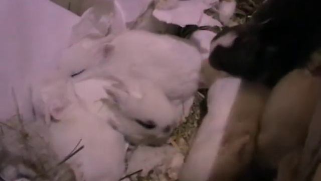 Крольчата выбегают из гнезда. Замена подстилки. Про бумагу (салфетки) для кроликов. Чужая мама. смотреть онлайн
