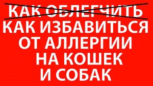 Как избавиться от аллергии на кошек навсегда/ как избавиться от аллергии на собак навсегда