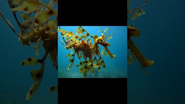 Тряпичник морской конек смотреть онлайн