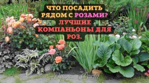 Что посадить рядом с розами???