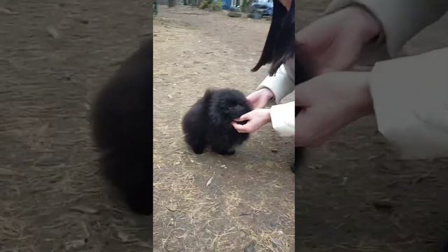 Черный бриллиант. Шпиц мальчик. смотреть онлайн