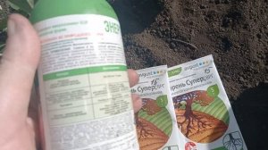 Герань в открытый грунт для бешеного роста, пересадка и стимуляторы