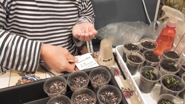 Высеваем семена сладкого перца для рассады смотреть онлайн