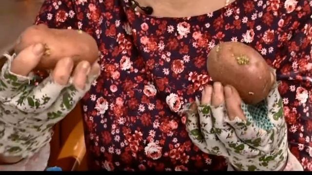 ЯРОВИЗАЦИЯ КАРТОФЕЛЯ Октябрина Ганичкина смотреть онлайн