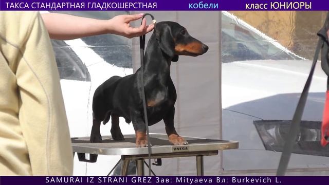 ТАКСА СТАНДАРТНАЯ ГЛАДКОШЕРСТНАЯ. Беби. Щенки. Юниоры смотреть онлайн