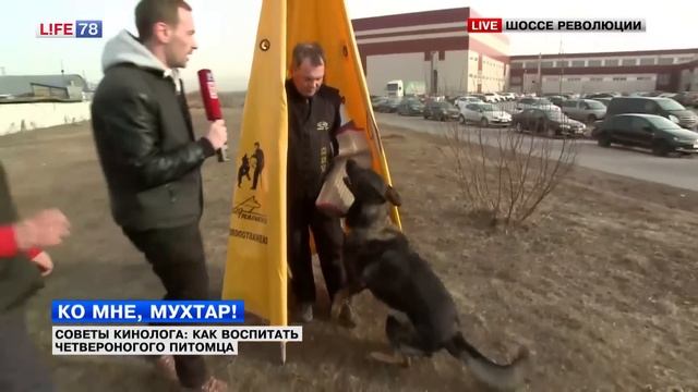 Советы кинолога: как воспитать четвероногого питомца смотреть онлайн