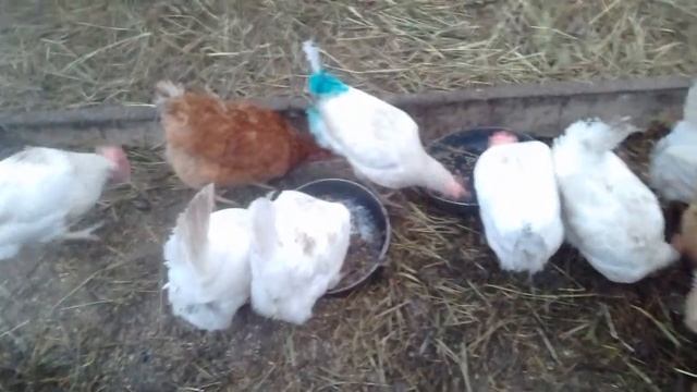 ?Мои закаленные куры в теплице зимой ... смотреть онлайн