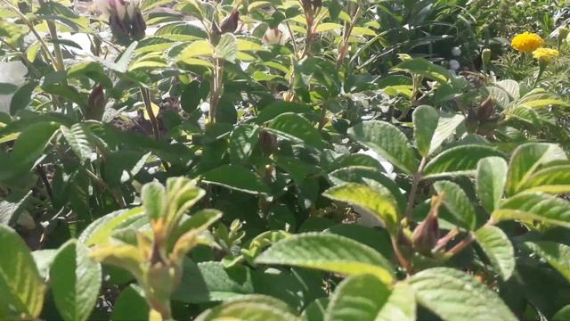 Знакомьтесь .Канадская парковая роза Луиза Багнет. смотреть онлайн