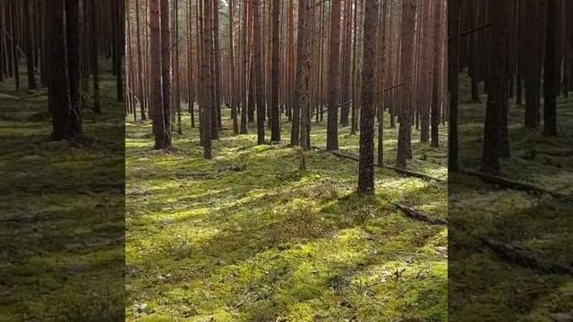 Сосновый бор в Ленинградской области в сентябре, идём за грибами смотреть онлайн