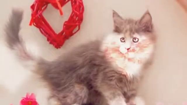 Котята мейн кун 2 месяца. Питомник Imperia Helen г.Екатеринбург www.imperiahelen.ru смотреть онлайн