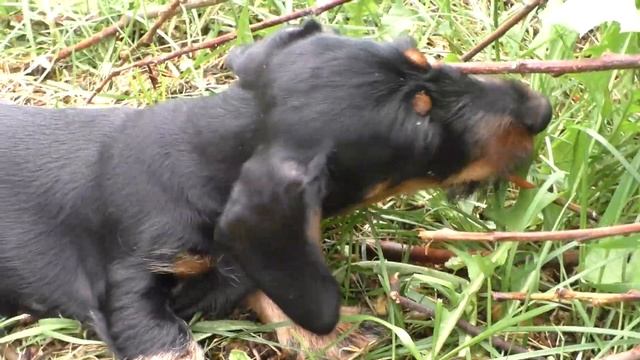 Wire-haired dachshund miniature (Такса ж/ш мини) ,ЗвениДакс Л, возраст 3 месяца. смотреть онлайн