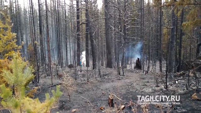 Последние работы на месте лесного пожара на Голом Камне в Нижнем Тагиле смотреть онлайн