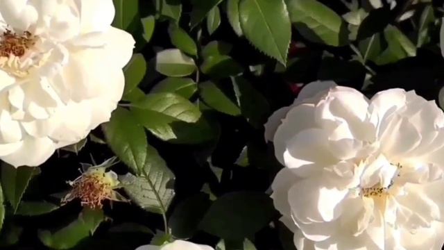 Розы .Самые зимостойкие, самые выносливые самые, надежные. Розы для начинающих. смотреть онлайн