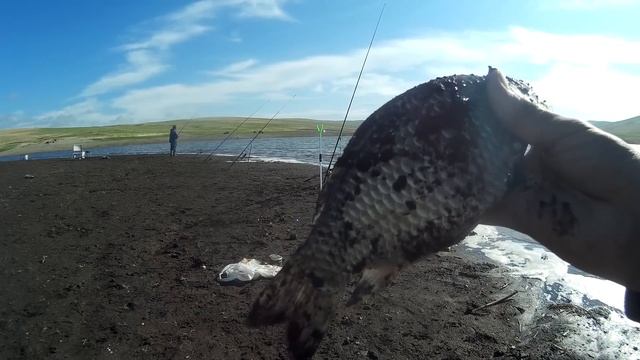 Ловля сазана, карася, леща и окуня на Красноярском вдрх.(Первомайский залив) смотреть онлайн