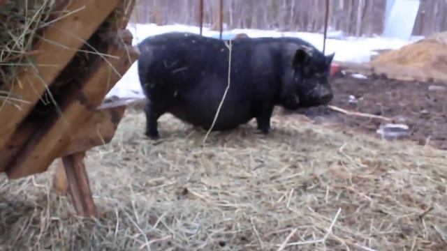 Как узнать беременна ли свинья или коза? смотреть онлайн