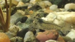 самые лучшие аквариумные чистильщики