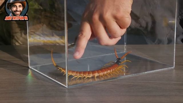 ?Укус ГИГАНТСКОЙ сколопендры ? Койот Питерсон на русском