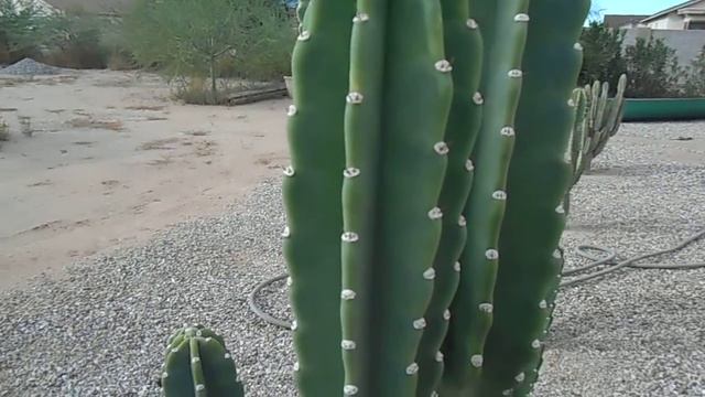 Cereus Hexagonus Cactus