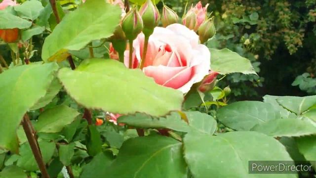 снова в сад и снова розы смотреть онлайн