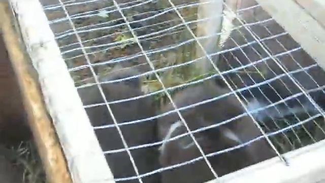 Выставка г. Конотоп 23.05.2015 - кролики породы Французский баран смотреть онлайн