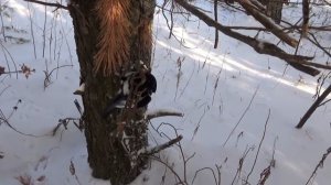 Охота на куницу капканами.